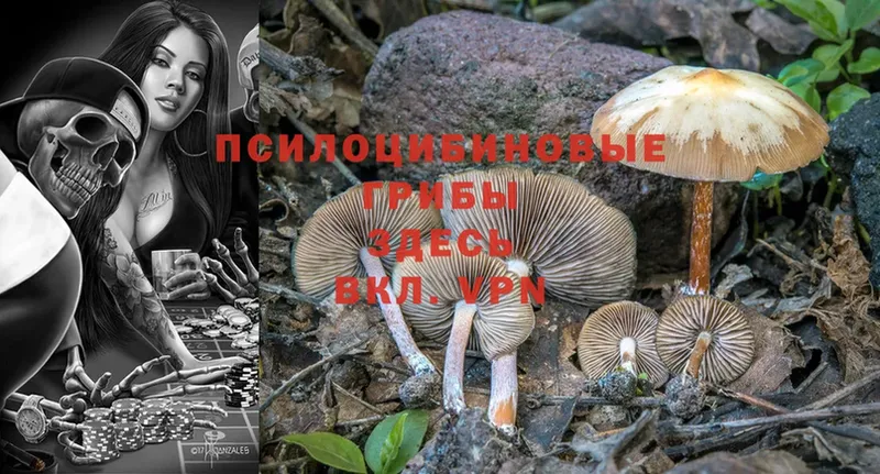 ссылка на мегу как зайти  Любим  Галлюциногенные грибы Psilocybe  купить  сайты 